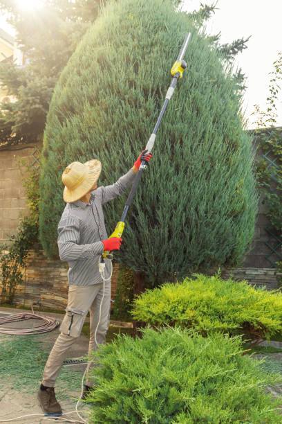 Westmont, PA Tree Removal and Landscaping Services Company